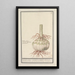 Reproduction of the painting Bulbe du lys rouge - Anselmus Botius de Boodt