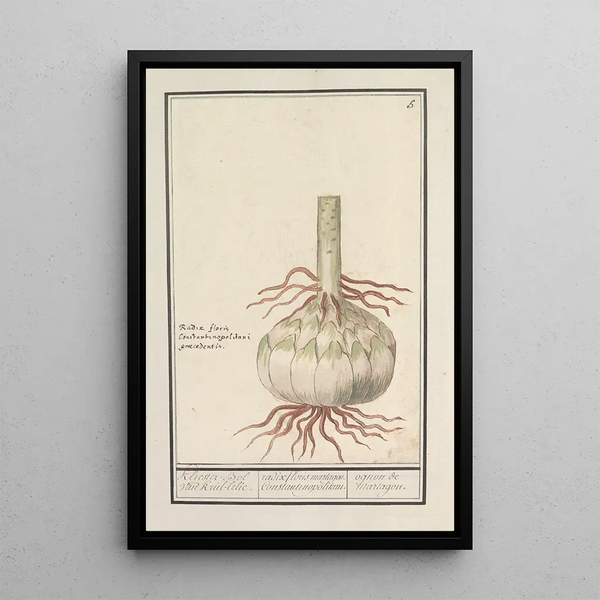 Reproduction of the painting Bulbe du lys rouge - Anselmus Botius de Boodt