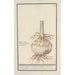Reproduction of the painting Bulbe du lys rouge - Anselmus Botius de Boodt