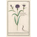 Wheat Nettle Painting - Anselmus Botius de Boodt — artwork view
