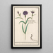 Wheat Nettle Painting - Anselmus Botius de Boodt — framed artwork on a wall