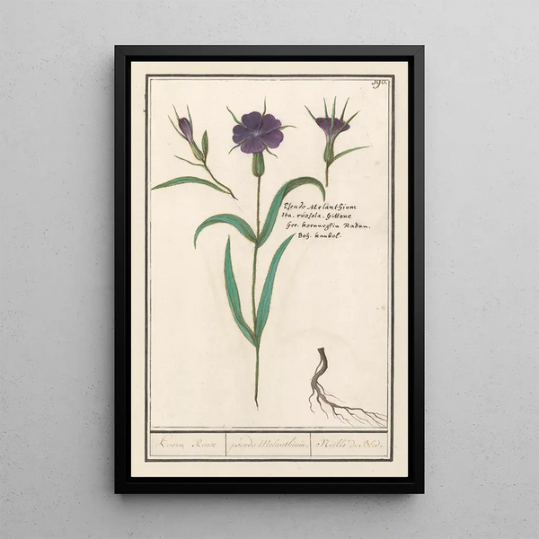 Wheat Nettle Painting - Anselmus Botius de Boodt — framed artwork on a wall