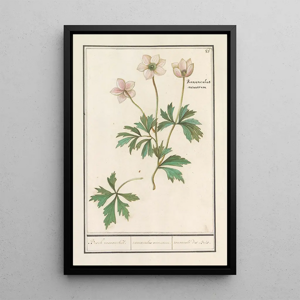 Reproduction of the painting Anémone des bois - Anselmus Botius de Boodt
