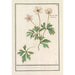 Reproduction of the painting Anémone des bois - Anselmus Botius de Boodt