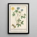Reproduction of the painting Renoncules des bois - Anselmus Botius de Boodt