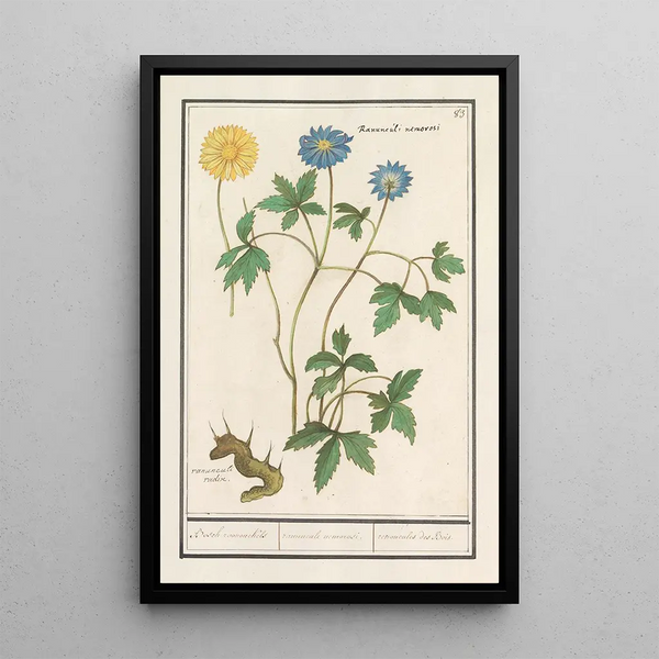 Reproduction of the painting Renoncules des bois - Anselmus Botius de Boodt
