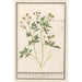 Buttercup - Anselmus Botius de Boodt — artwork view