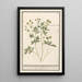 Buttercup - Anselmus Botius de Boodt — framed artwork on a wall