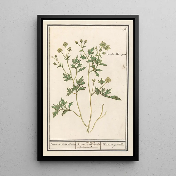 Buttercup - Anselmus Botius de Boodt — framed artwork on a wall