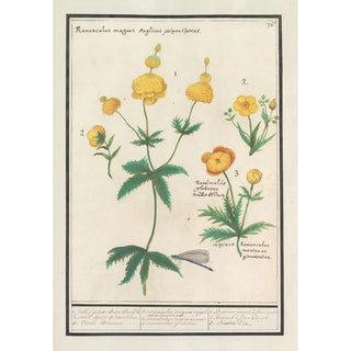 Anselmus Botius de Boodt - Boterbloemen Ranunculus.webp