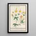 Water Lilies - Anselmus Botius de Boodt — framed artwork on a wall
