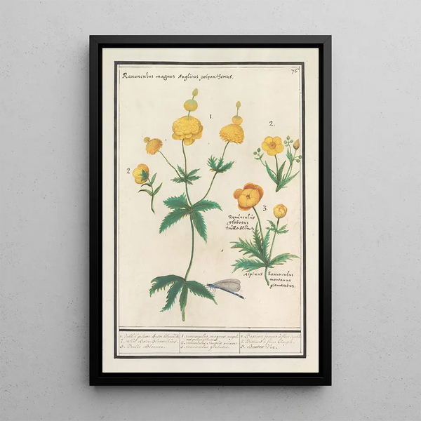 Water Lilies - Anselmus Botius de Boodt — framed artwork on a wall