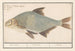Brème Abramis brama - Anselmus Botius de Boodt — artwork view