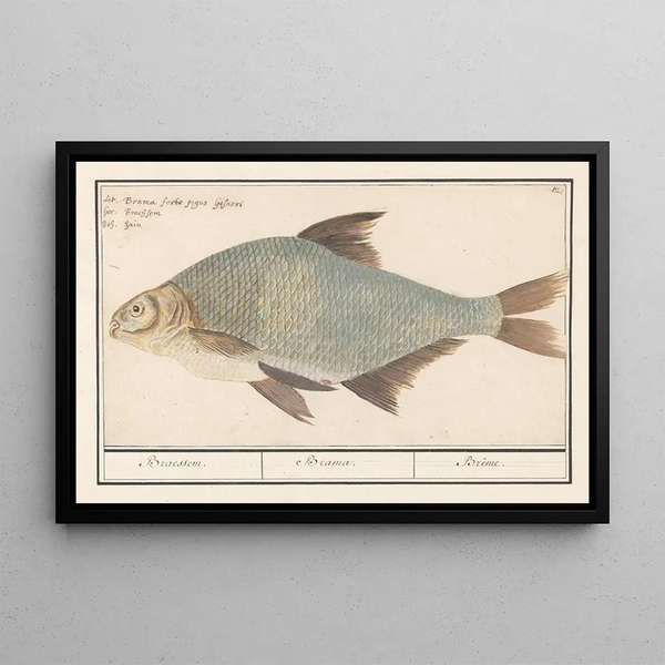 Brème Abramis brama - Anselmus Botius de Boodt — framed artwork on a wall