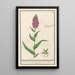 Reproduction of the painting Orchis large - Anselmus Botius de Boodt