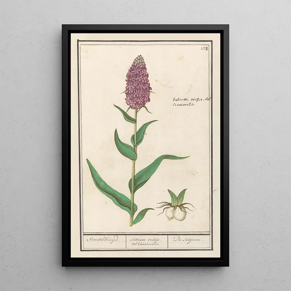Reproduction of the painting Orchis large - Anselmus Botius de Boodt