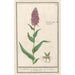 Reproduction of the painting Orchis large - Anselmus Botius de Boodt