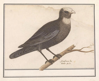 Reed Warbler - Anselmus Botius de Boodt — artwork view