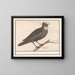 Reed Warbler - Anselmus Botius de Boodt — framed artwork on a wall