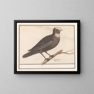 Reed Warbler - Anselmus Botius de Boodt — framed artwork on a wall