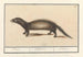 Blaireau Mustela putorius Putoor Putorius Putois - Anselmus Botius de Boodt — artwork view