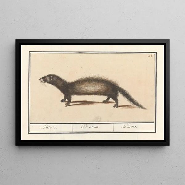 Blaireau Mustela putorius Putoor Putorius Putois - Anselmus Botius de Boodt — framed artwork on a wall