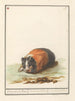 Cavia Cavia Oostindische Ratte Cuniculus indicus Cochon d'Inde - Anselmus Botius de Boodt — artwork view