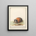 Cavia Cavia Oostindische Ratte Cuniculus indicus Cochon d'Inde - Anselmus Botius de Boodt — framed artwork on a wall