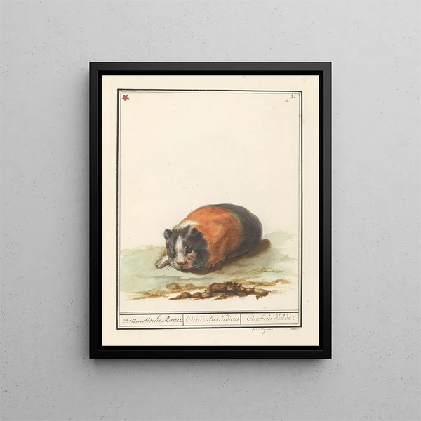 Cavia Cavia Oostindische Ratte Cuniculus indicus Cochon d'Inde - Anselmus Botius de Boodt — framed artwork on a wall