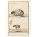 Guinea pig and pig - Anselmus Botius de Boodt — artwork view