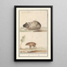 Guinea pig and pig - Anselmus Botius de Boodt — framed artwork on a wall