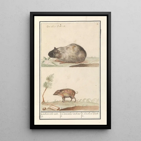 Guinea pig and pig - Anselmus Botius de Boodt — framed artwork on a wall