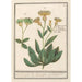 Centaurea centaurée 1 large wheat flower 2 wheat flower - Anselmus Botius de Boodt — artwork view