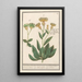 Centaurea centaurée 1 large wheat flower 2 wheat flower - Anselmus Botius de Boodt — framed artwork on a wall