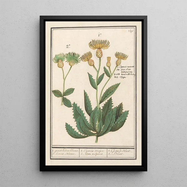 Centaurea centaurée 1 large wheat flower 2 wheat flower - Anselmus Botius de Boodt — framed artwork on a wall