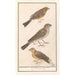 the Brambling, Zizi Emberiza cirlus, Cirl bunting, Emberiza calandra, and Yellow bunting, Emberiza citrinella - Anselmus Botius de Boodt — artwork view