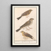 the Brambling, Zizi Emberiza cirlus, Cirl bunting, Emberiza calandra, and Yellow bunting, Emberiza citrinella - Anselmus Botius de Boodt — framed artwork on a wall