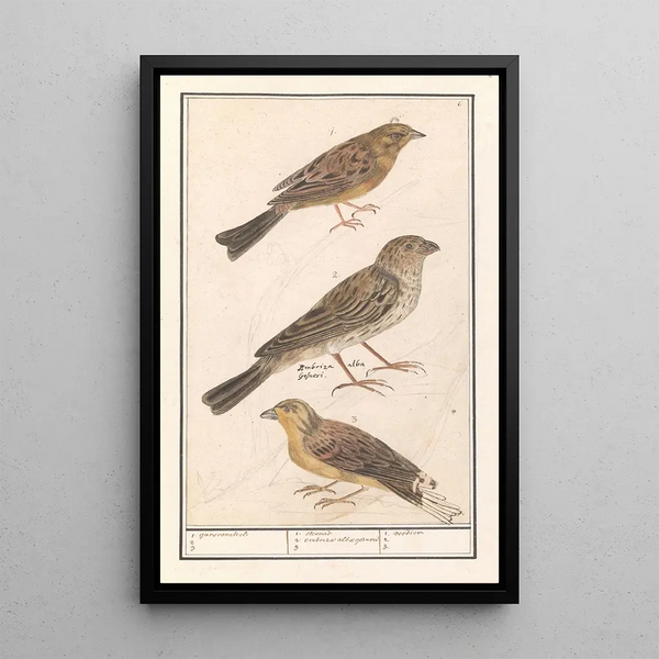 the Brambling, Zizi Emberiza cirlus, Cirl bunting, Emberiza calandra, and Yellow bunting, Emberiza citrinella - Anselmus Botius de Boodt — framed artwork on a wall
