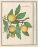 Citroën Citrus limon - Anselmus Botius de Boodt — artwork view