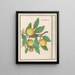 Citroën Citrus limon - Anselmus Botius de Boodt — framed artwork on a wall