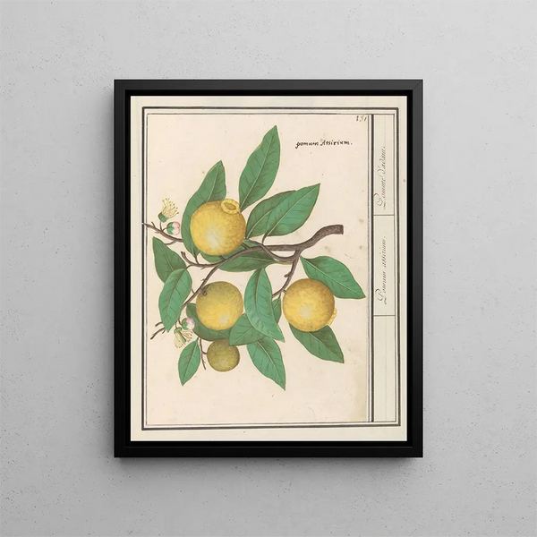 Citroën Citrus limon - Anselmus Botius de Boodt — framed artwork on a wall