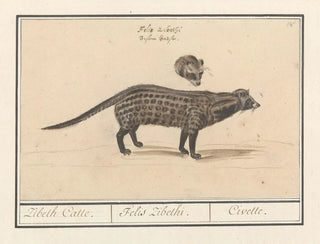 Civette - Anselmus Botius de Boodt — artwork view