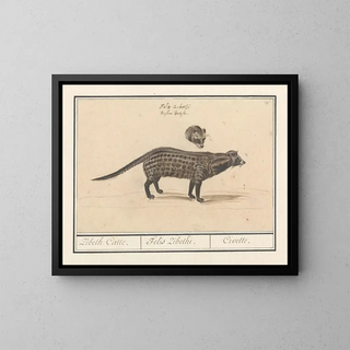 Civette - Anselmus Botius de Boodt — framed artwork on a wall