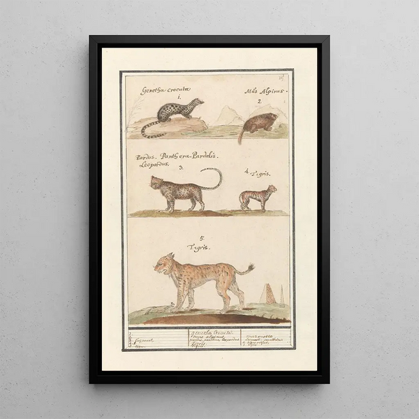 Civette Viverra marmotte des Alpes Marmota marmota léopard Panthera pardus et tigre Panthera tigris - Anselmus Botius de Boodt