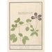 Clematis Clematis small flower of clematis or clematis - Anselmus Botius de Boodt — artwork view