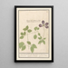 Clematis Clematis small flower of clematis or clematis - Anselmus Botius de Boodt — framed artwork on a wall