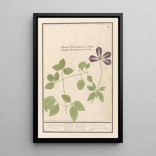 Clematis Clematis small flower of clematis or clematis - Anselmus Botius de Boodt — framed artwork on a wall