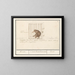 Coati - Anselmus Botius de Boodt — framed artwork on a wall