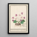 Reproduction of the painting Cyclamen Cyclamen pain de porc Cyclamen pain de pourceaux - Anselmus Botius de Boodt