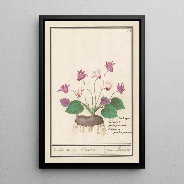 Reproduction of the painting Cyclamen Cyclamen pain de porc Cyclamen pain de pourceaux - Anselmus Botius de Boodt
